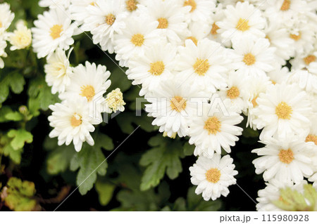 小さな菊の花が集まっている様子 115980928