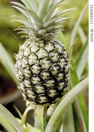 パイナップルが大きく育ってきました 115980932