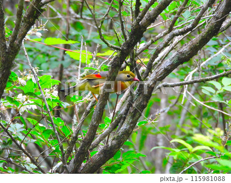 丹沢のソウシチョウ 115981088