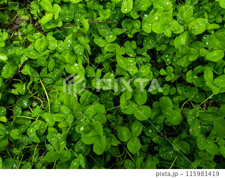 Green natural grass clover with rain drops. 115981419
