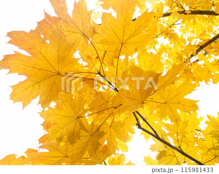 Background of yellow and green maple leaves on the tree Background of yellow and green maple leaves on the tree 115981433