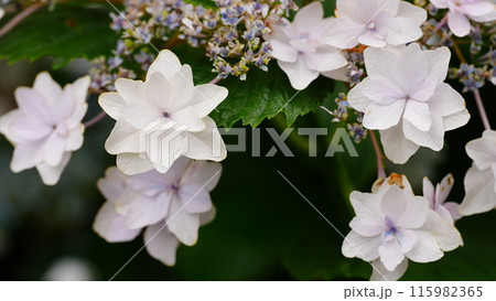 白い紫陽花が咲き誇る旧中川水辺公園 115982365