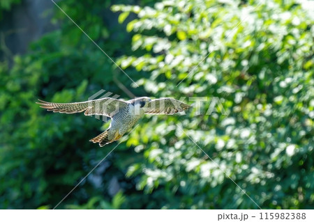 グリーンバックに悠然と飛ぶハヤブサ 成鳥 115982388