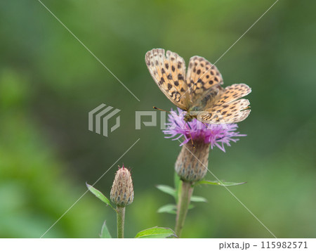 アザミの蜜を吸うコヒョウモン 115982571