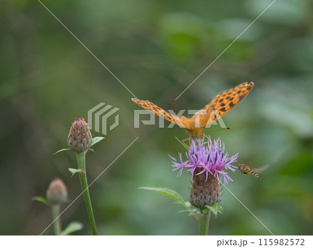アザミの花にとまるコヒョウモン 115982572