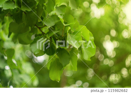 Green large leaves, trees against a blurred green and yellow background with glimpses of tree shadows that create bokeh highlights 115982682