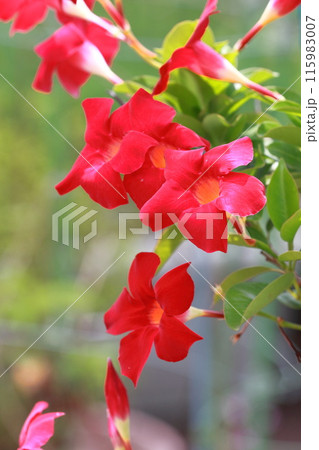 真っ赤なサンパラソルの花 115983007