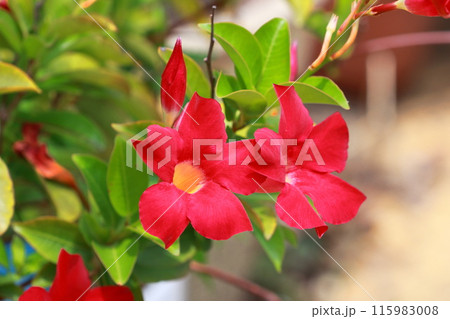 真っ赤なサンパラソルの花 真っ赤なサンパラソルの花 115983008