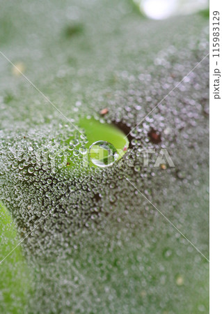 梅雨の季節、蜘蛛の巣にびっしりと付いた水滴 115983129
