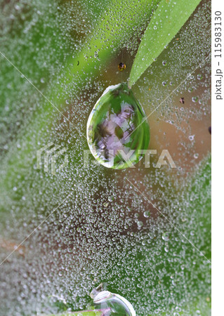 梅雨の季節、蜘蛛の巣にびっしりと付いた水滴 115983130