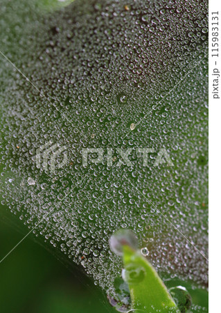 梅雨の季節、蜘蛛の巣にびっしりと付いた水滴 115983131