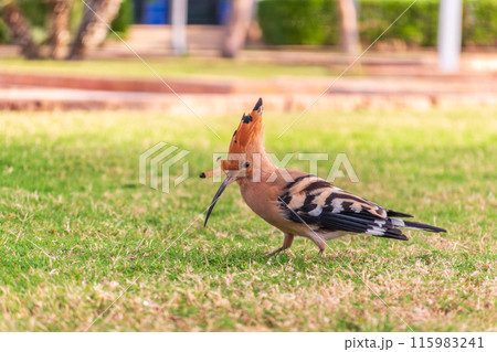 Eurasian hoopoe or Common hoopoe (Upupa epops) bird close-up on natural green grass background 115983241