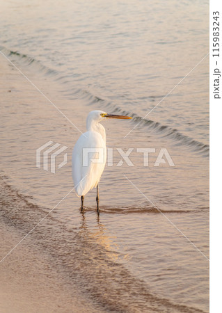 Great egret (Ardea alba), a medium-sized white heron fishing on the sea beach 115983243