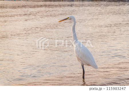 Great egret (Ardea alba), a medium-sized white heron fishing on the sea beach 115983247