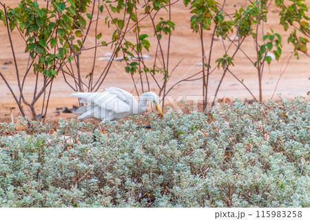 Western cattle egret (Bubulcus ibis) in winter plumage hunting for insects. 115983258