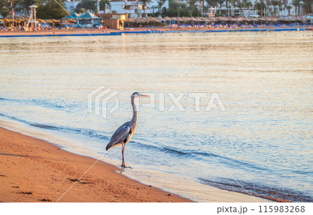Gray heron fishing on the beach of the Red Sea. Naama Bay beach, Sharm El Sheikh, Egypt 115983268