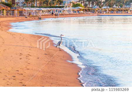 Gray heron fishing on the beach of the Red Sea. Naama Bay beach, Sharm El Sheikh, Egypt 115983269