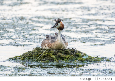 Great Crested Grebe, Podiceps cristatus, water bird sitting on the nest, nesting time on the green lake 115983284
