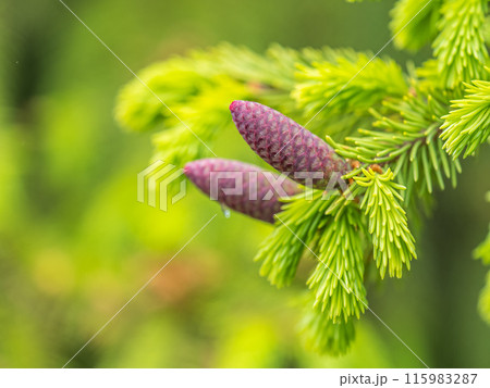 A young female cone of ordinary spruce, it is pink and its scales invitingly open in anticipation of pollen. Young cones of a Blue Spruce. 115983287