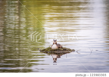 Great Crested Grebe, Podiceps cristatus, water bird sitting on the nest, nesting time on the green lake 115983303