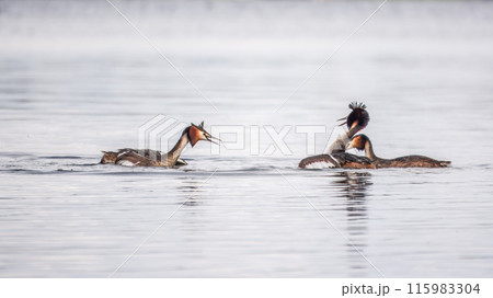 Two male grebes fighting in water. The great crested grebe, Podiceps cristatus 115983304