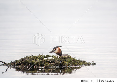 The waterfowl bird Great Crested Grebe swimming in the lake near its nest with eggs 115983305