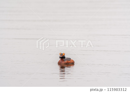 Horned grebe swimming in the lake 115983312