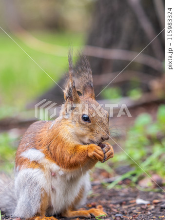 Squirrel eats a nut while sitting in green grass. Eurasian red squirrel, Sciurus vulgaris 115983324