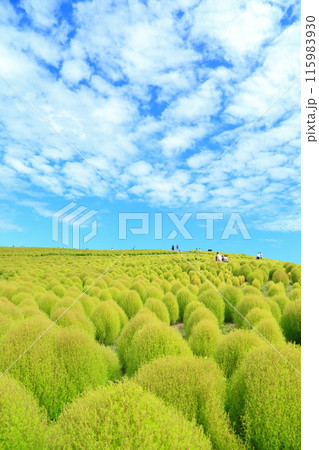 みはらしの丘と秋雲・ひたち海浜公園 115983930