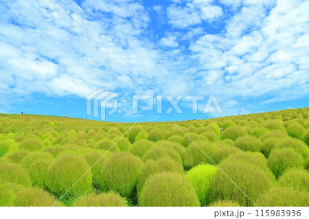 初秋のコキア・ひたち海浜公園 初秋のコキア・ひたち海浜公園 115983936