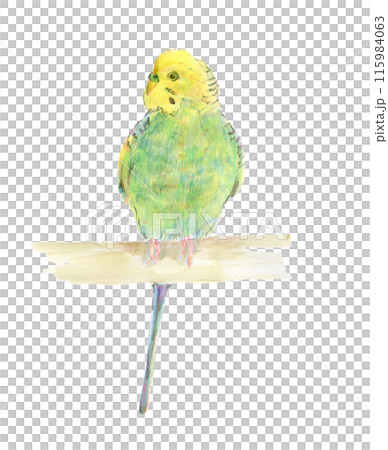 黄色と緑のセキセイインコ 黄色と緑のセキセイインコ 115984063