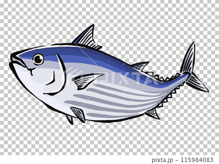 跳躍的鰹魚的插圖 鰹魚的手繪插圖 115984083