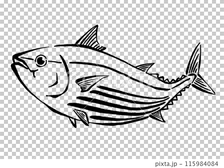 カツオの手書き線画イラスト カツオの手書き線画イラスト 115984084