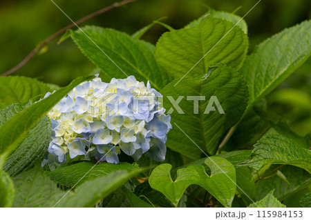 ベイビーブルーの可愛い紫陽花 ベイビーブルーの可愛い紫陽花 115984153