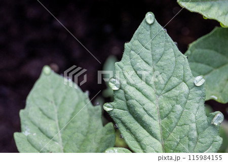 Dew drops on the edges of a tomato leaf, beauty of nature 115984155