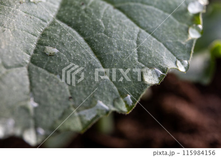 Close-up of dew and veining on cucumber leaf, beauty of nature 115984156