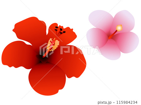 赤とピンクのハイビスカスのイラスト 赤とピンクのハイビスカスのイラスト 115984234