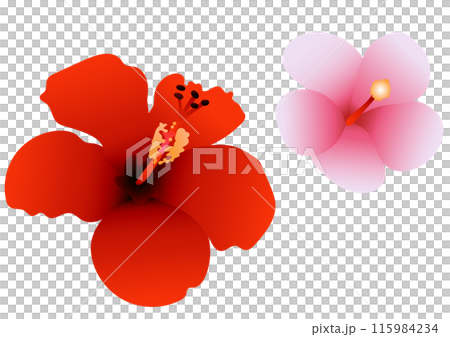 赤とピンクのハイビスカスのイラスト 赤とピンクのハイビスカスのイラスト 115984234