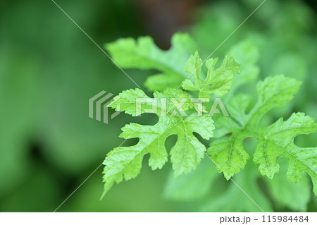 初夏のクワ(桑)の若葉 初夏のクワ(桑)の若葉 115984484
