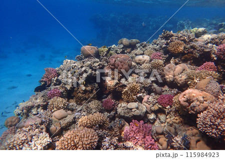 coral reef in the Red Sea 115984923