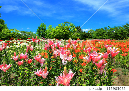 いいでどんでん平ゆり園 115985083