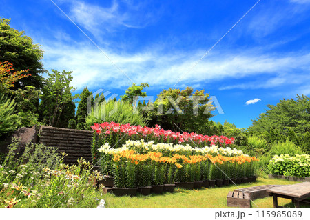 いいでどんでん平ゆり園 115985089