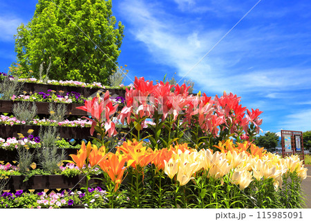 いいでどんでん平ゆり園 115985091