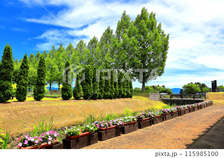 いいでどんでん平ゆり園 115985100