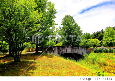 いいでどんでん平ゆり園 115985113