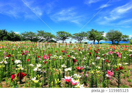 いいでどんでん平ゆり園 115985125