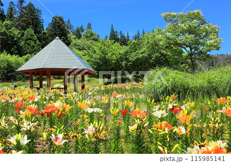 いいでどんでん平ゆり園 115985141