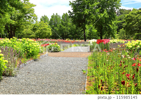 いいでどんでん平ゆり園 いいでどんでん平ゆり園 115985145