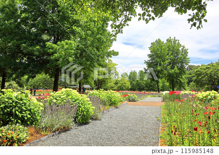 いいでどんでん平ゆり園 115985148