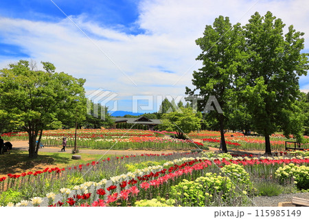 いいでどんでん平ゆり園 115985149